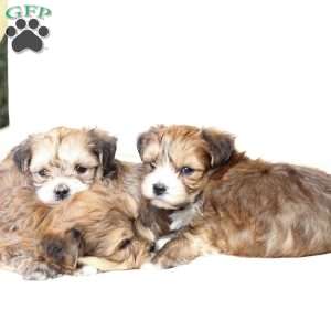 Wishes, Yorkie-Chon Puppy