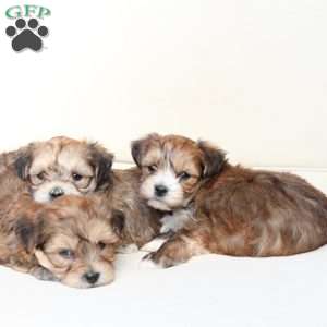 Shadow, Yorkie-Chon Puppy