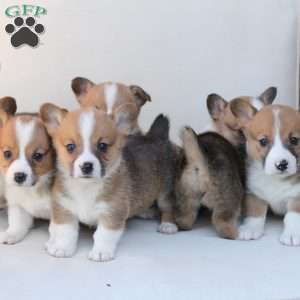 Benny, Pembroke Welsh Corgi Puppy