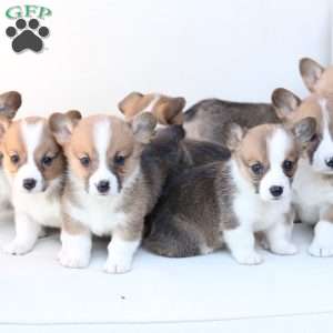 Buster, Pembroke Welsh Corgi Puppy