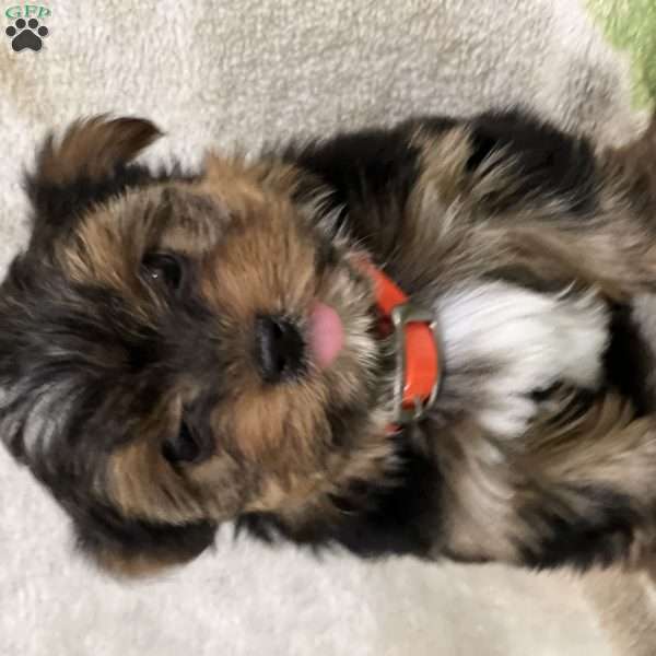 Sky, Yorkie Puppy