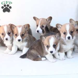 Chloe, Pembroke Welsh Corgi Puppy