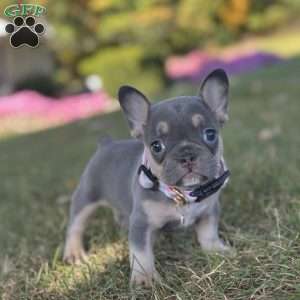 Kova, French Bulldog Puppy
