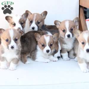 Penny, Pembroke Welsh Corgi Puppy