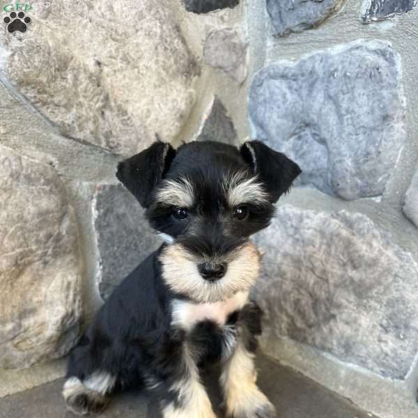 Jonah, Miniature Schnauzer Puppy