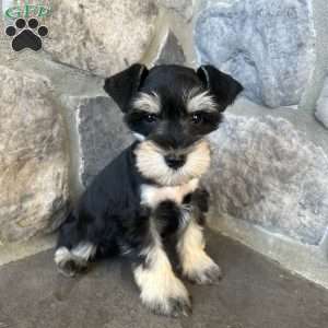 Jonah, Miniature Schnauzer Puppy
