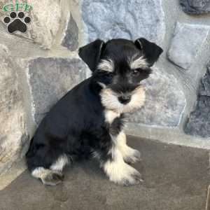Jonah, Miniature Schnauzer Puppy