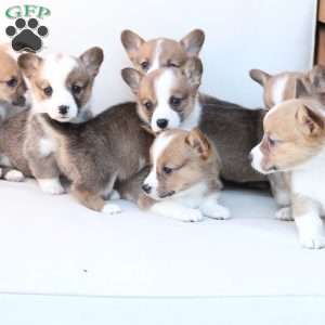 Toby, Pembroke Welsh Corgi Puppy