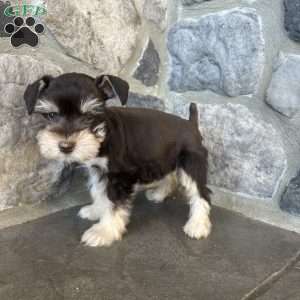 Jax, Miniature Schnauzer Puppy
