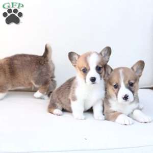 Buster, Pembroke Welsh Corgi Puppy