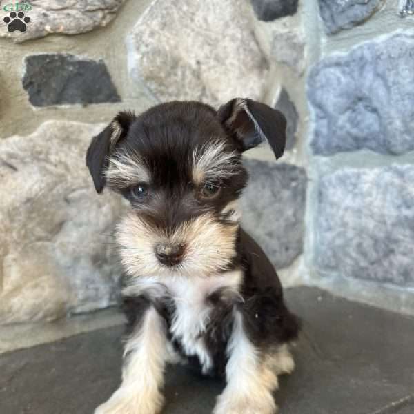 Jax, Miniature Schnauzer Puppy