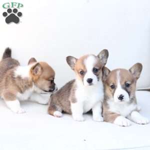 Benny, Pembroke Welsh Corgi Puppy
