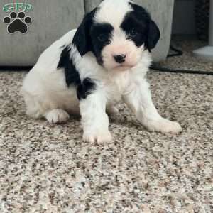Ivory, Cavapoo Puppy