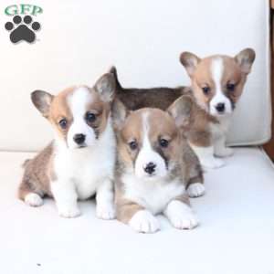 Benny, Pembroke Welsh Corgi Puppy