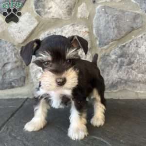 Jax, Miniature Schnauzer Puppy