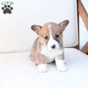 Buster, Pembroke Welsh Corgi Puppy
