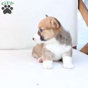 Buster, Pembroke Welsh Corgi Puppy