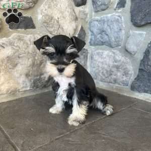 Jana, Miniature Schnauzer Puppy
