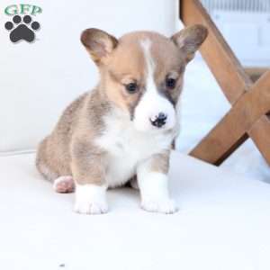 Buster, Pembroke Welsh Corgi Puppy