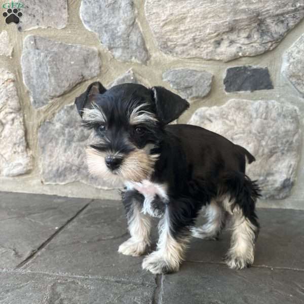 Jana, Miniature Schnauzer Puppy