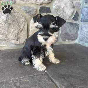 Jana, Miniature Schnauzer Puppy