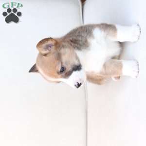 Buster, Pembroke Welsh Corgi Puppy