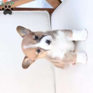 Buster, Pembroke Welsh Corgi Puppy