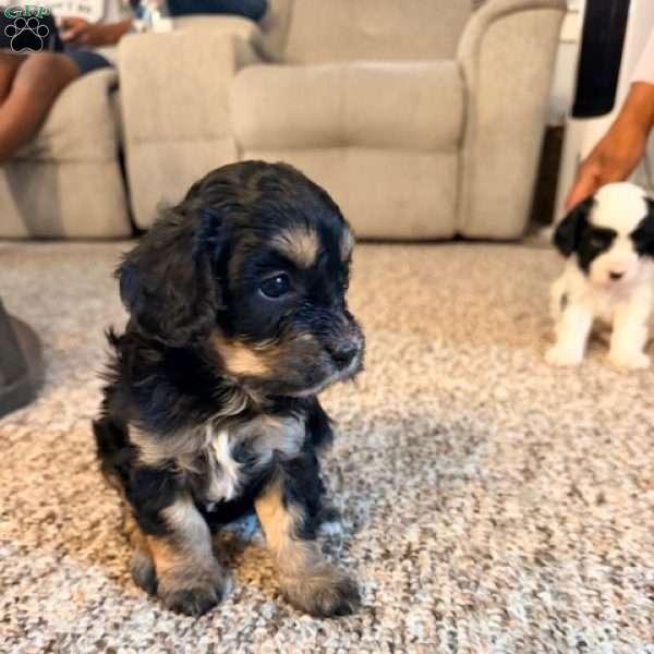 Roxy, Cavapoo Puppy
