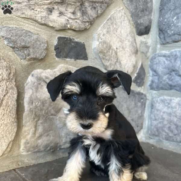 Joy, Miniature Schnauzer Puppy