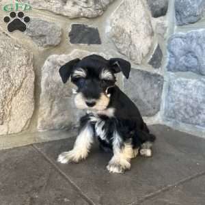 Joy, Miniature Schnauzer Puppy
