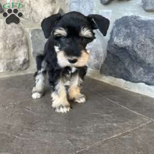 Joy, Miniature Schnauzer Puppy