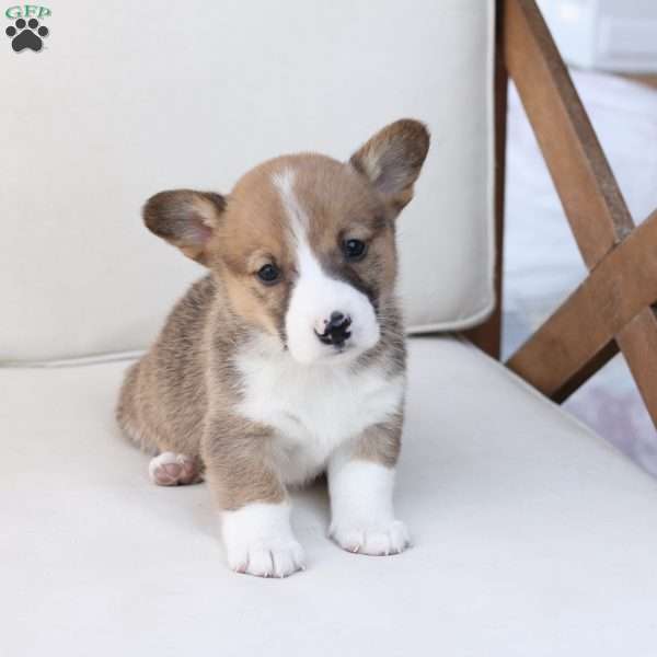 Buster, Pembroke Welsh Corgi Puppy