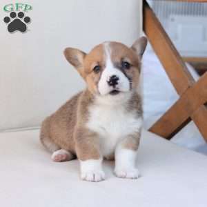 Buster, Pembroke Welsh Corgi Puppy