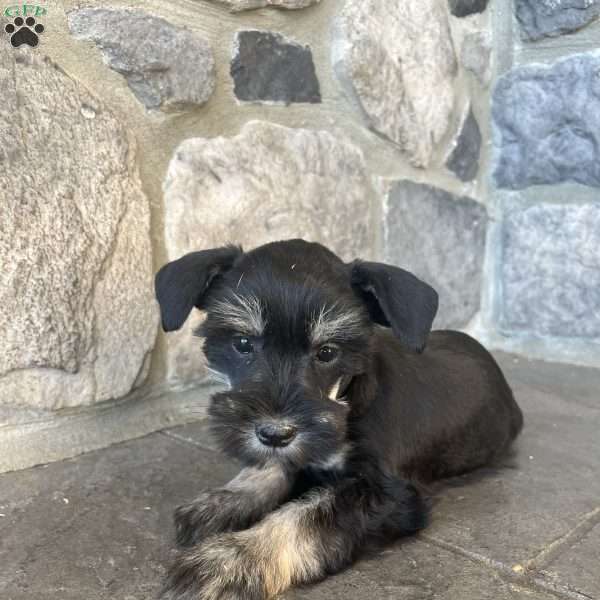 Jenny, Miniature Schnauzer Puppy