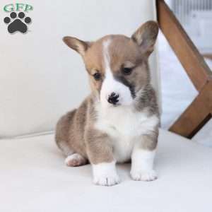 Buster, Pembroke Welsh Corgi Puppy