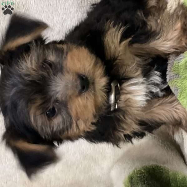 Scooter, Yorkie Puppy