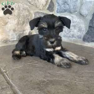Jenny, Miniature Schnauzer Puppy