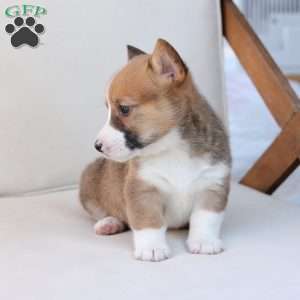 Buster, Pembroke Welsh Corgi Puppy