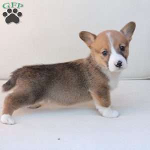Buster, Pembroke Welsh Corgi Puppy