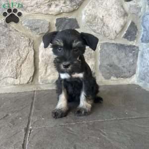 Jenny, Miniature Schnauzer Puppy