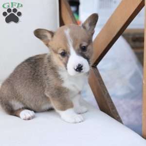 Buster, Pembroke Welsh Corgi Puppy