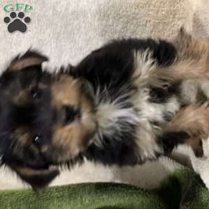 Bella, Yorkie Puppy