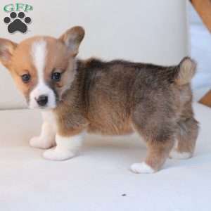 Toby, Pembroke Welsh Corgi Puppy