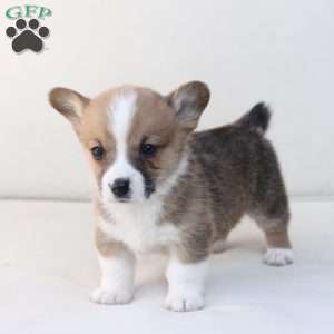 Toby, Pembroke Welsh Corgi Puppy