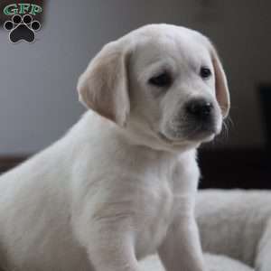 Jax, Yellow Labrador Retriever Puppy