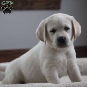 Jax, Yellow Labrador Retriever Puppy