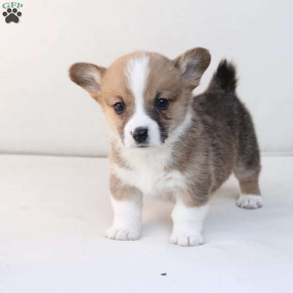 Toby, Pembroke Welsh Corgi Puppy
