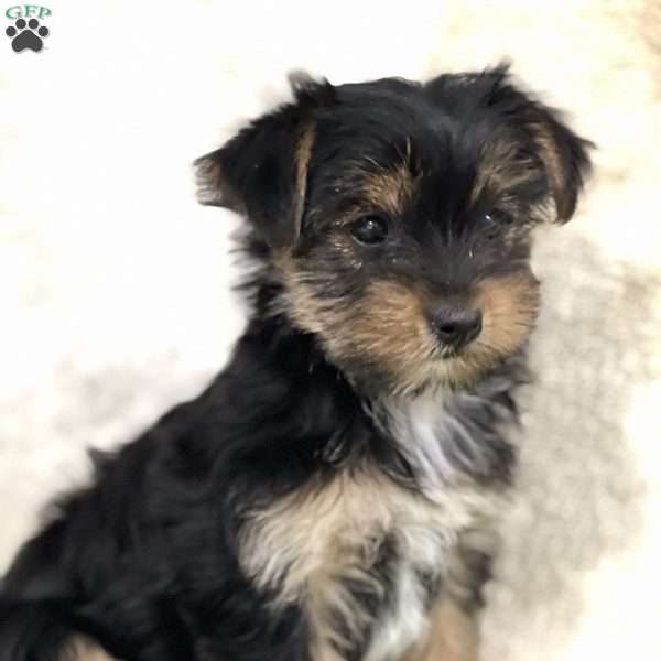 Bella, Yorkie Puppy