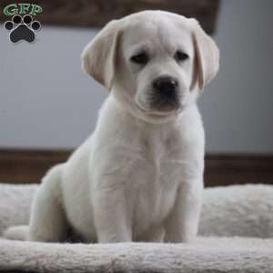 Jax, Yellow Labrador Retriever Puppy