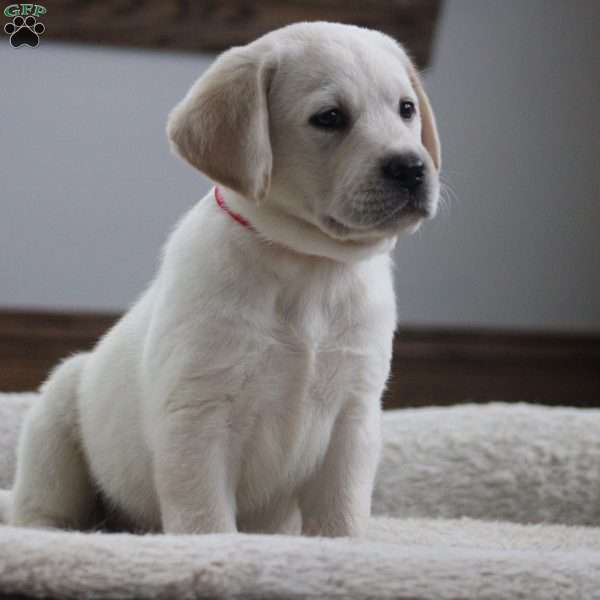 Jax, Yellow Labrador Retriever Puppy